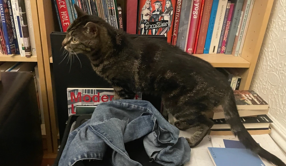 A tabby cat sits on a pile of books in front of a bookshelf.