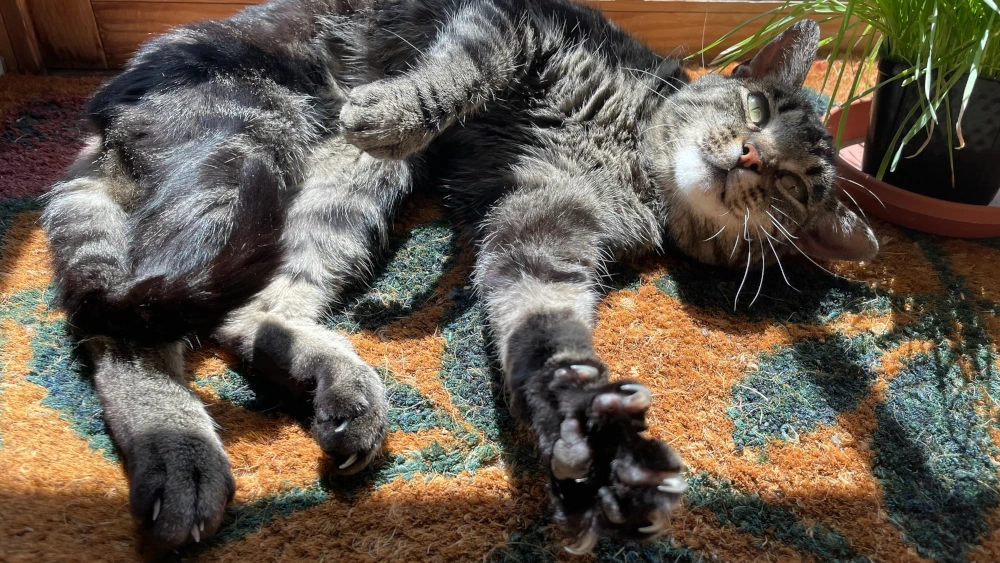 A tabby cat lounges sideways on a doormat in the sun, looking up, her front paw extended with the claws out.