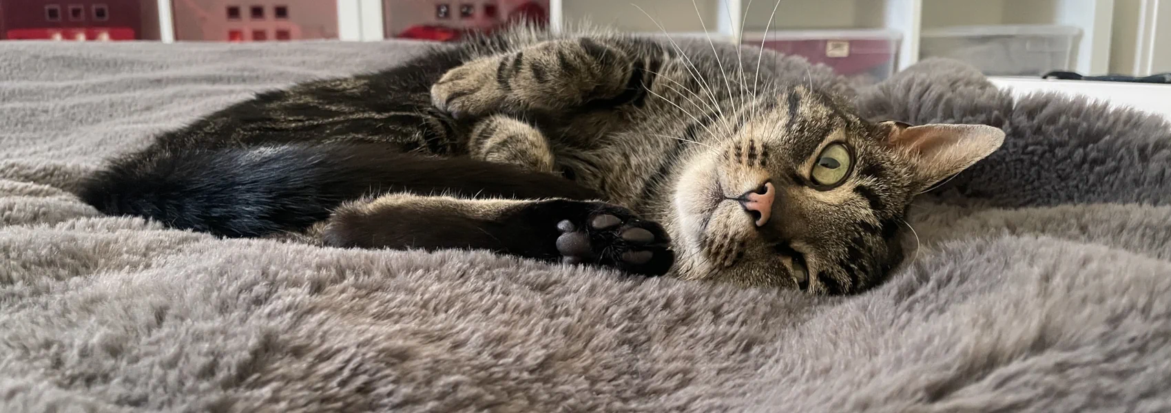 A tabby cat lounges sideways on a fuzzy blanket, one paw extended so you can see her toe pads.