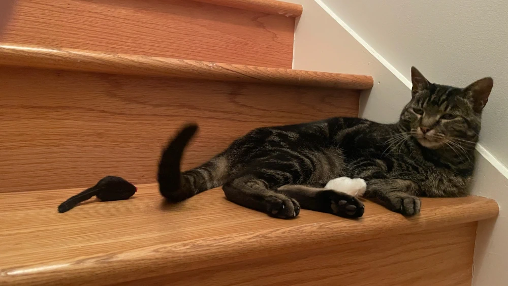 A tabby cat sits on a wooden stair with one toy mouse by her tail and another between her paws.