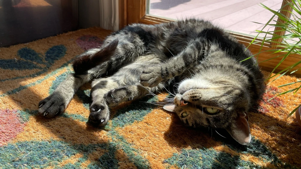 A tabby cat wiggles on a doormat in the sun, looking up.