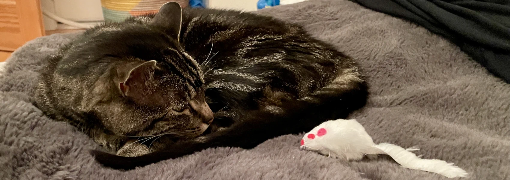 A tabby cat curled in a ball on a fuzzy blanket gazes back toward a toy white mouse next to her.