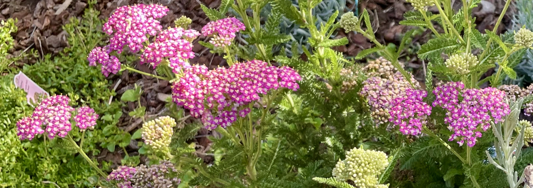 Close up photo of blooming purple yarrow.