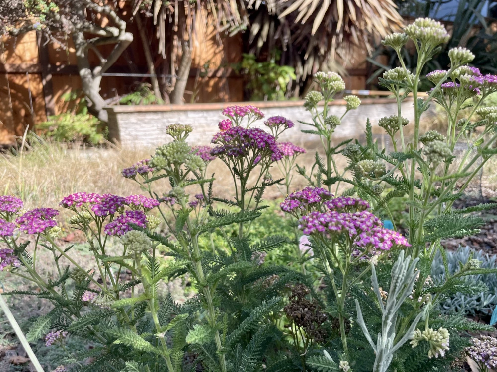 Purple yarrow blooming in the garden