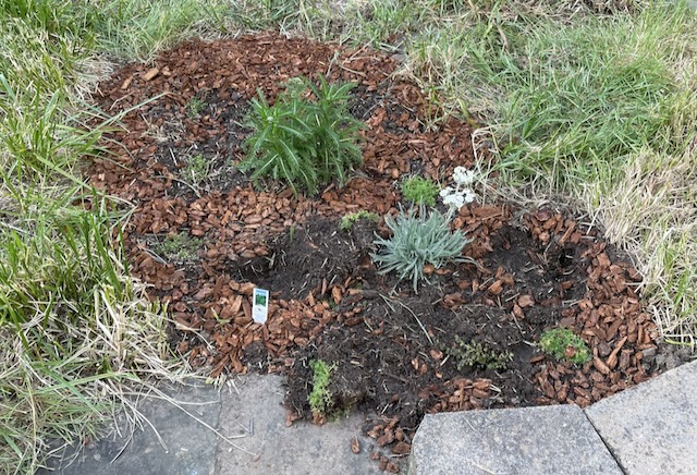 The scene of the crime. A photo of a patch of garden with multiple plants dug up by the roots by some animal.