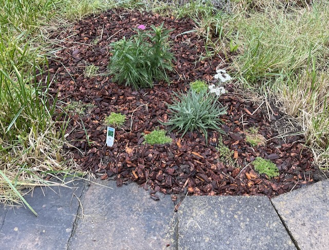 A photo of a patch of garden looking healthy with redwood mulch neatly piled around yarrow, chamomile, and thyme. The yarrows are blooming, one white and one purple.