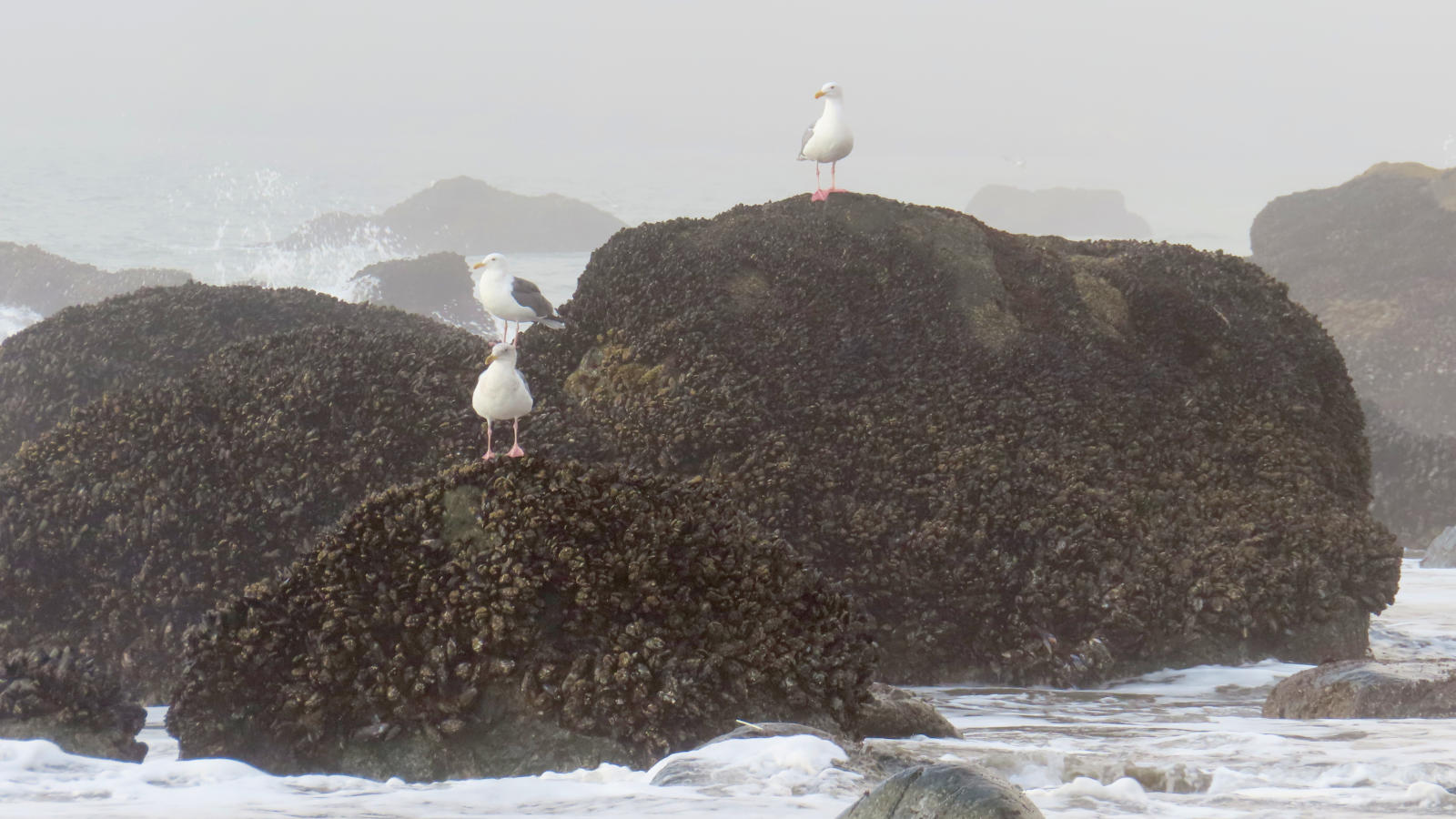 Three gulls stand on top of mussel-encrusted rocks on a beach partly shrouded in fog. Own work 2023.