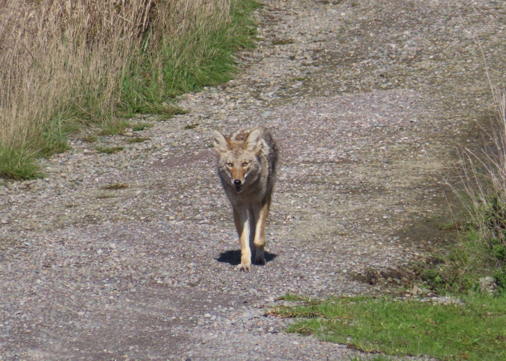 Coyote walking down a path