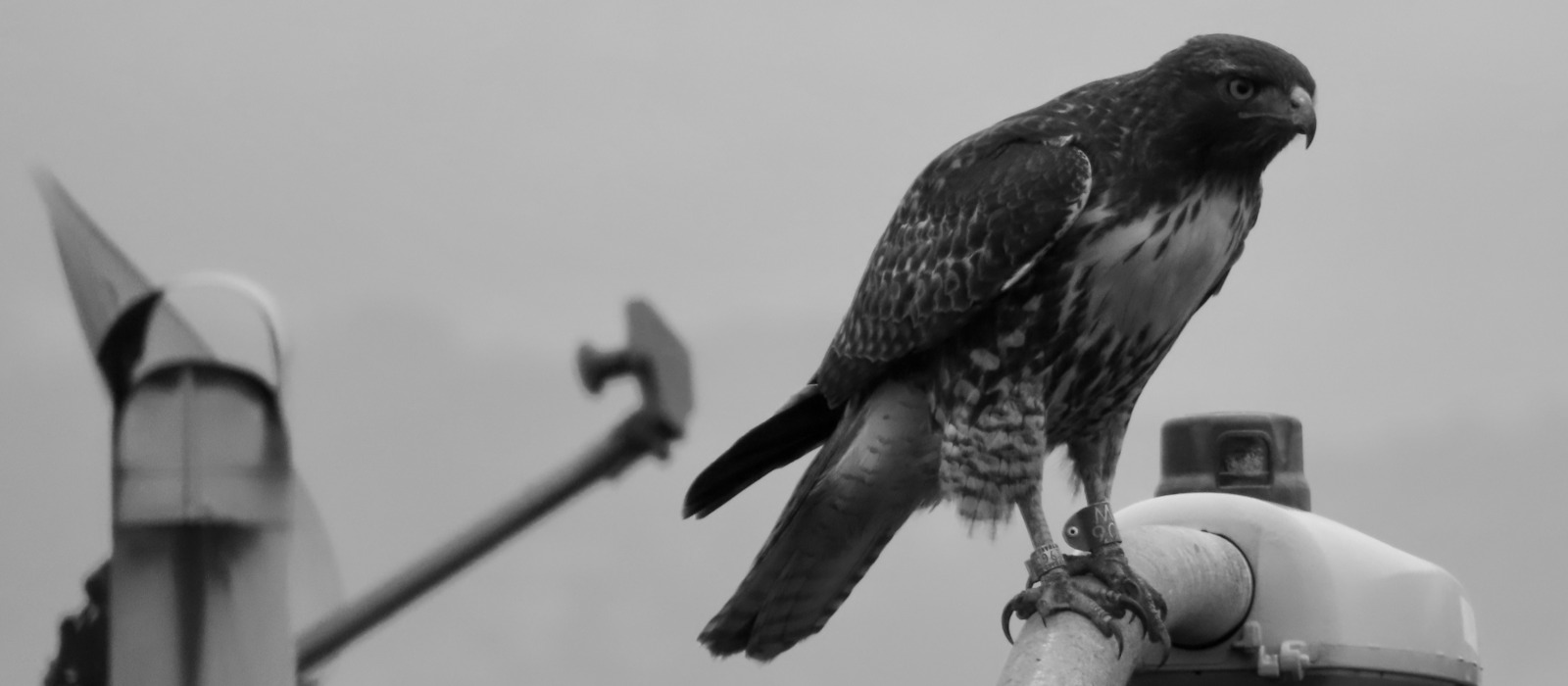 Black and white photo of a hawk leaning forward on a streetlamp. Own work 2023.