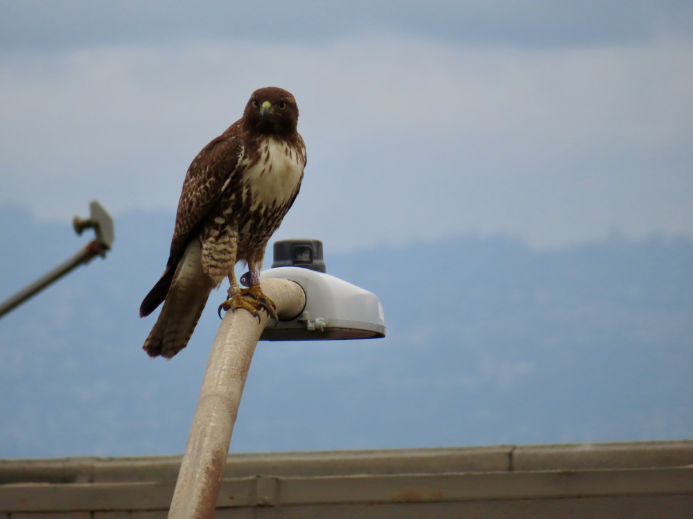 Hawk standing on a street light and looking forward