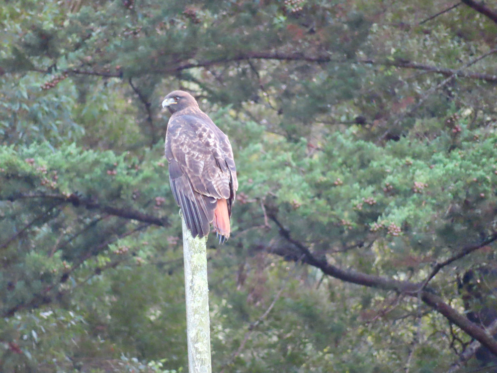 A hawk sitting on a flagpole looking over its shoulder.