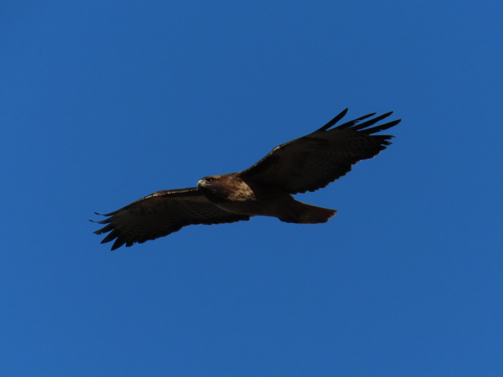 A hawk in flight against a blue sky