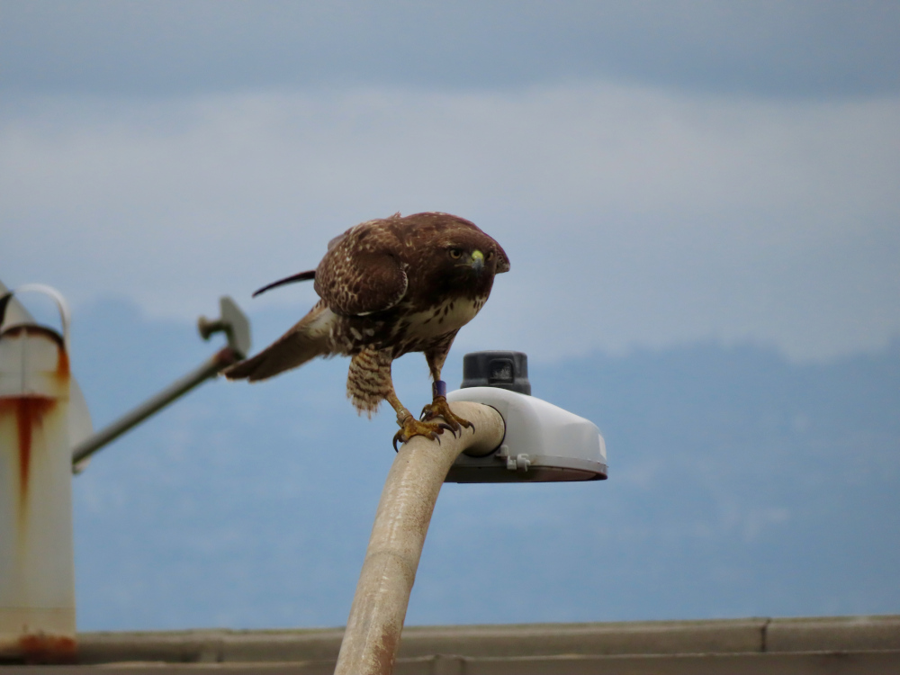 Hawk standing on a street light and leaning forward aggressively