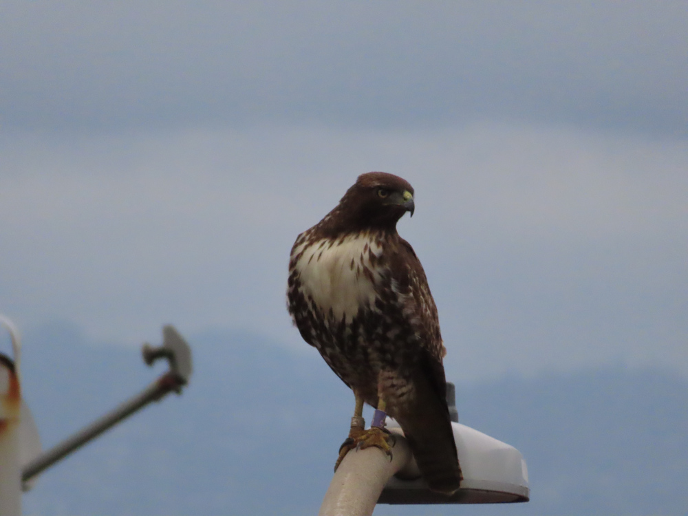 Hawk standing on a street light and looking over its shoulder