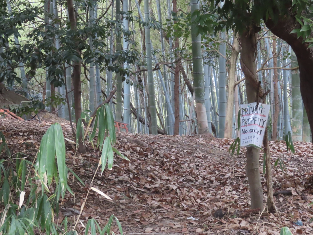 A bamboo forest with a sign not to enter but clearly someone has entered and left a votive torii in the forest