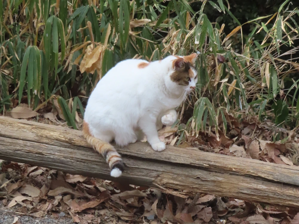 A white cat with brown face and tail sits on a log with one paw up as if deciding what to do