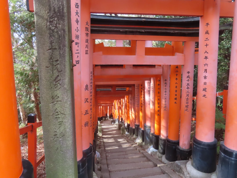 A series of red torii gates form a tunnel of dappled sunlight. Stairs lead down through it.