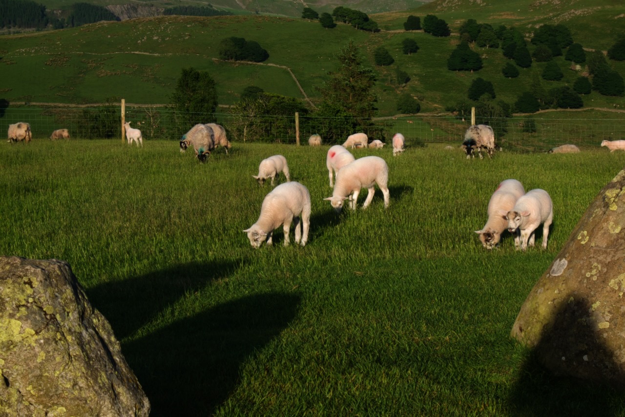 Lambs grazing at Castlerigg stone circle.