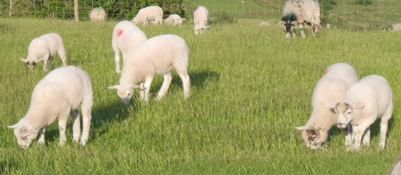 Several white lambs grazing on green grass. One of them is looking up at the camera.