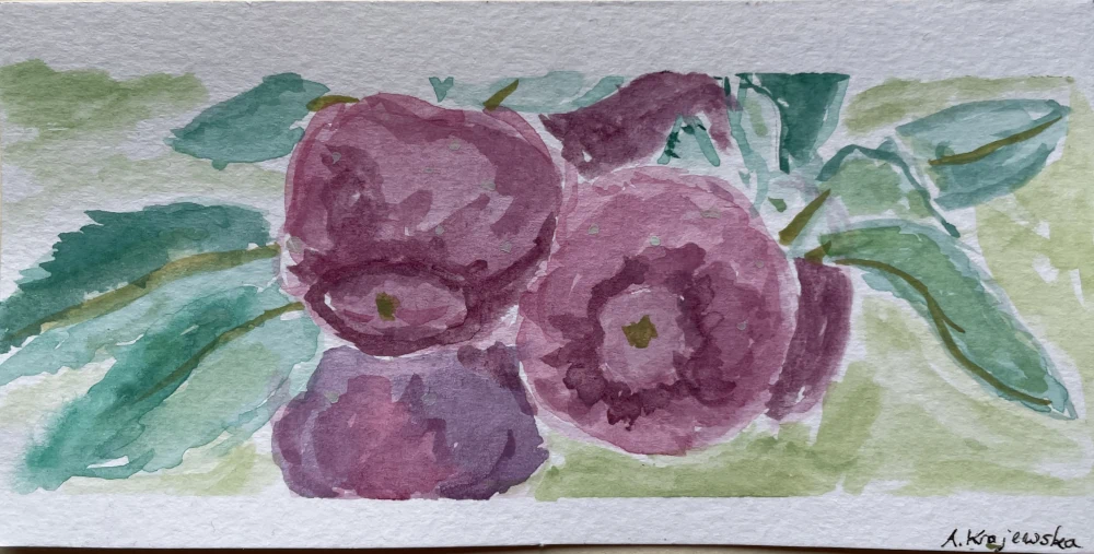 A watercolor painting of purplish-red apples