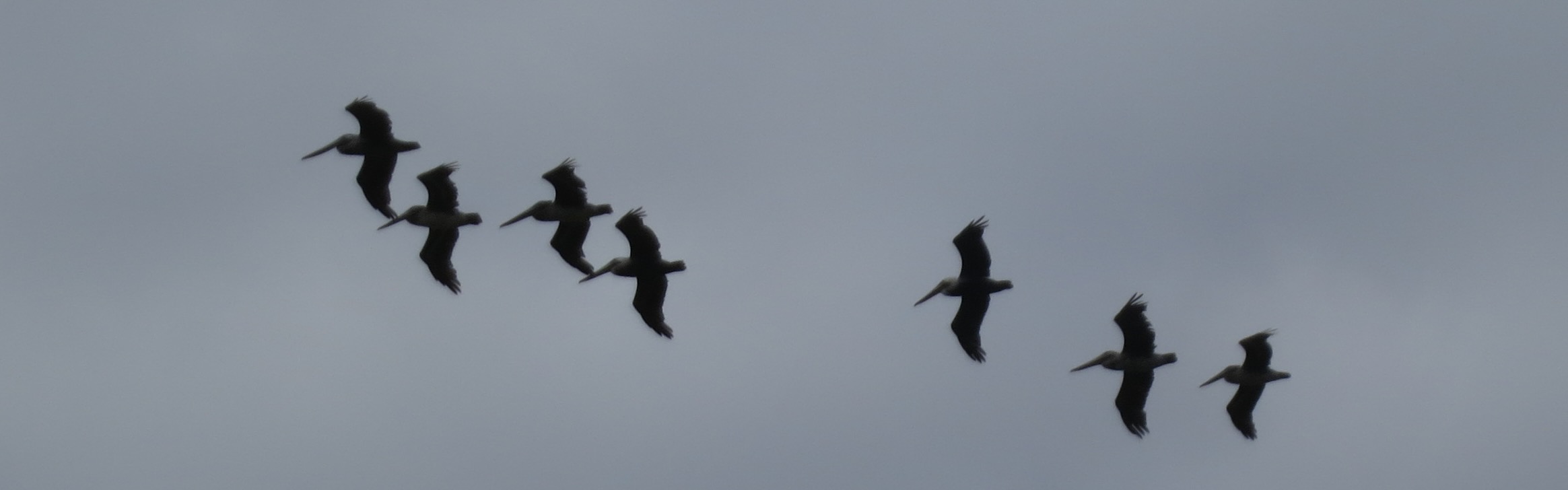 Photo of a flight of pelicans against a gray sky. Own work 2023.