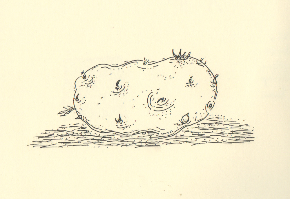 Potato by AK Krajewska, ink on paper, 2019. Image description: black and white ink drawing of a large potato with many eyes.
