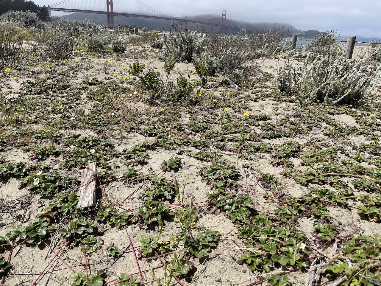 Coastal strawberries spread over the dunes, in the background the Golden Gate bridge partly shrouded with fog