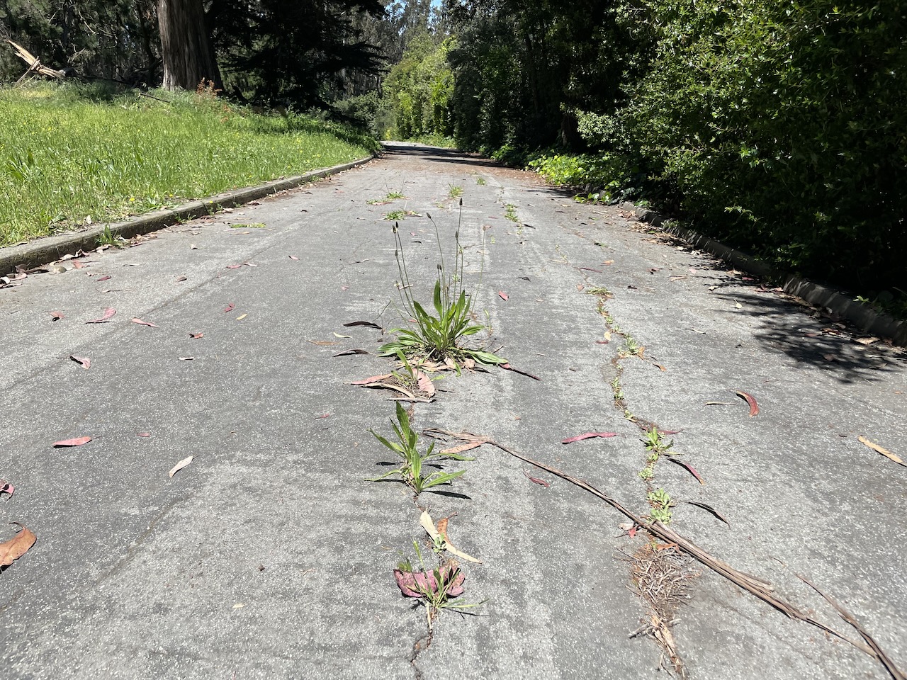 Plantain grows from cracks in the middle of an overgrown asphalt road