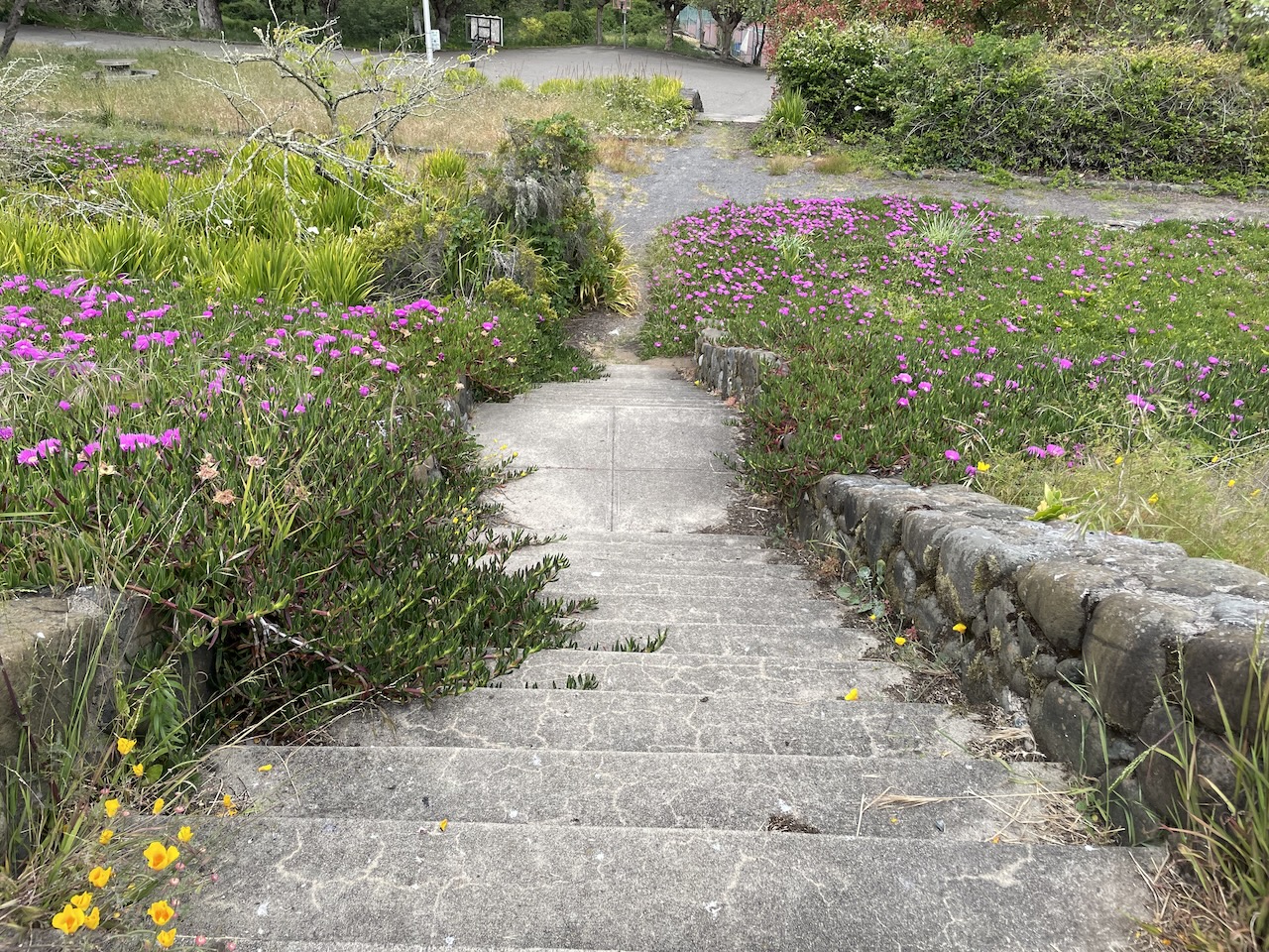 Overgrown stairs, with iceplant, rosemary and California poppies creeping over the edge