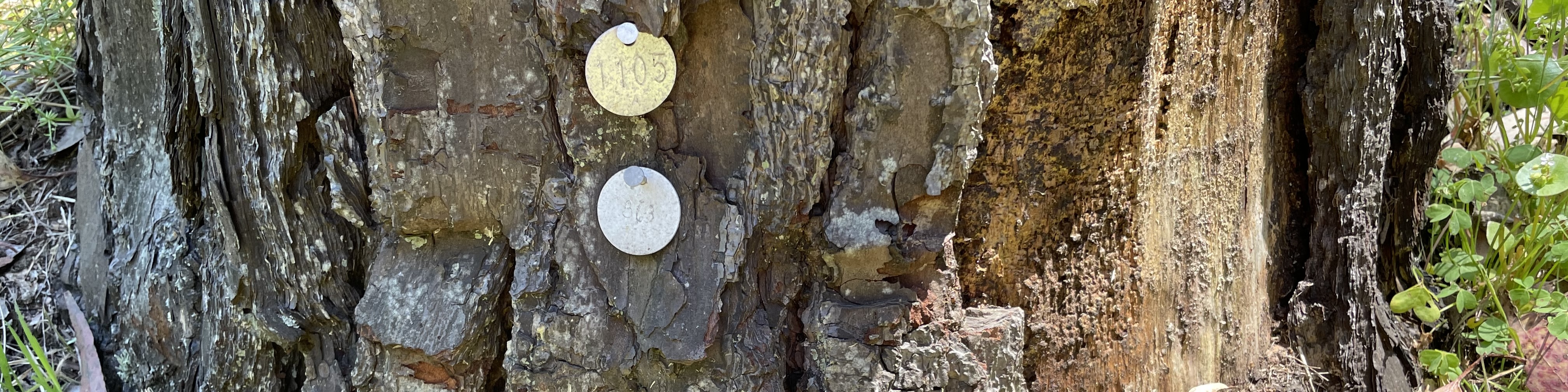 Close up photo of a tree trunk tagged with two circular metal tags.