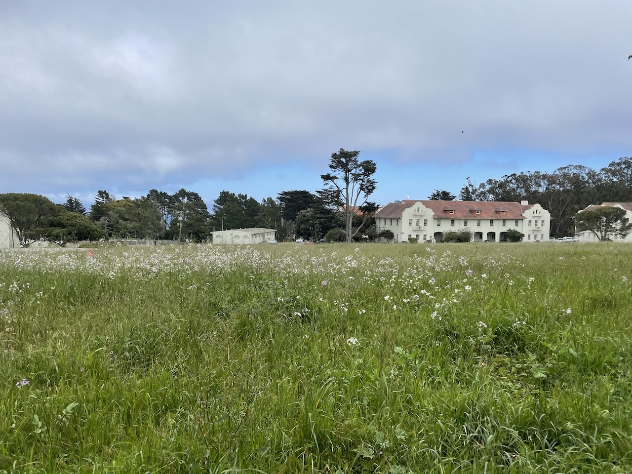 An overgrown wild meadow with a mix of native and invasive species, in the background former military buildings in a Spanish revival style