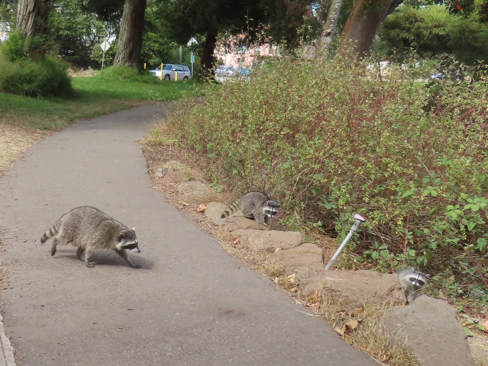 Kits wait for the adult raccoon to rejoin them