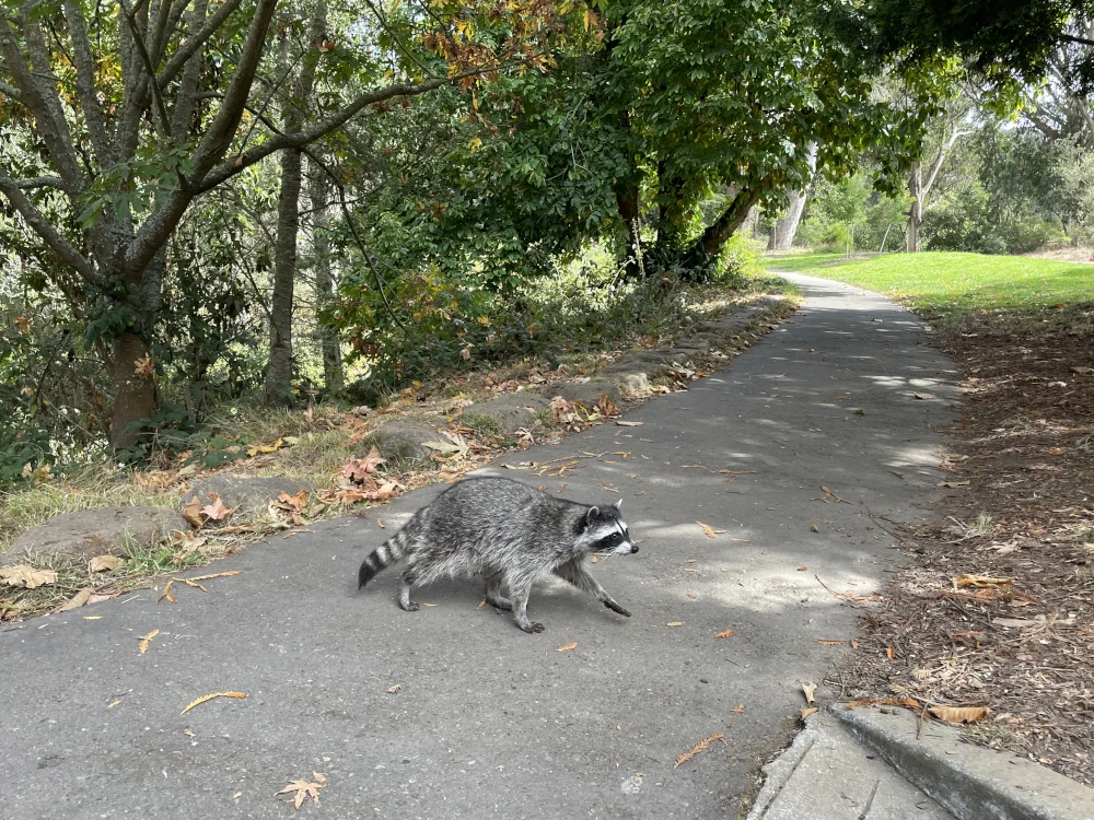 Raccoon crosses the path