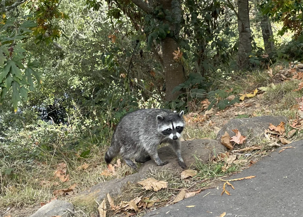 Racoon emerges from the underbrush