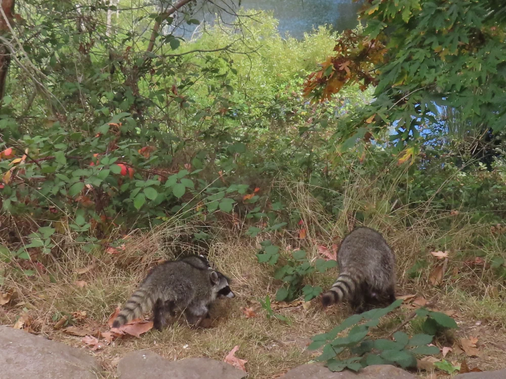 The backsides of raccoons heading into the thicket