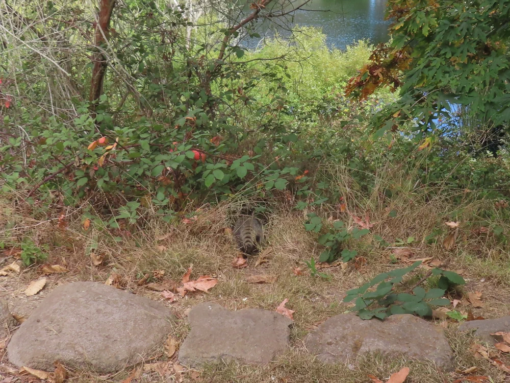 The tail of one last raccoon disappears into a tunnel of undergrowth