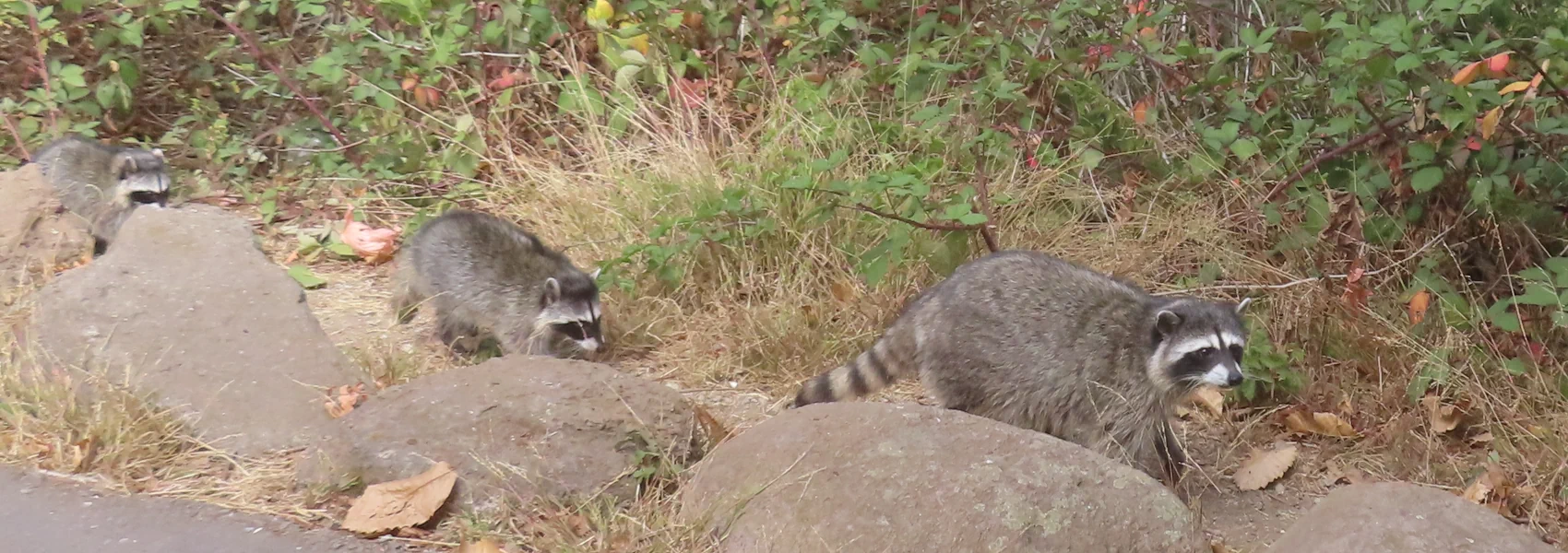 Three raccoons, and adult and two kits, walk on a dirt path by a blackberry bramble. Own work, 2024.