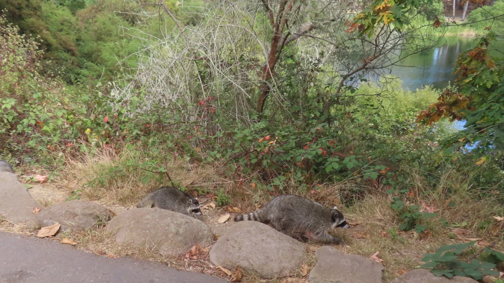 Raccoons returning to the lake thicket