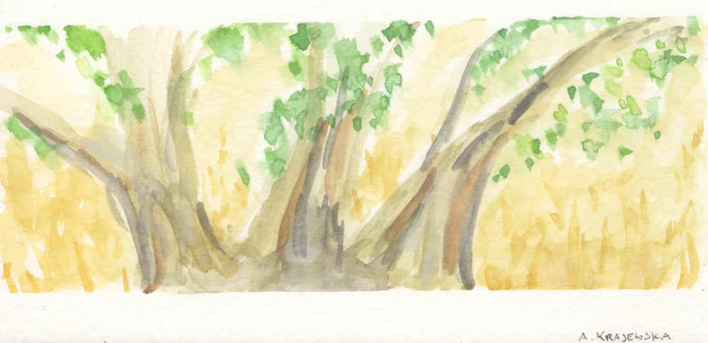 A watercolor painting of a simplified eucalyptus tree