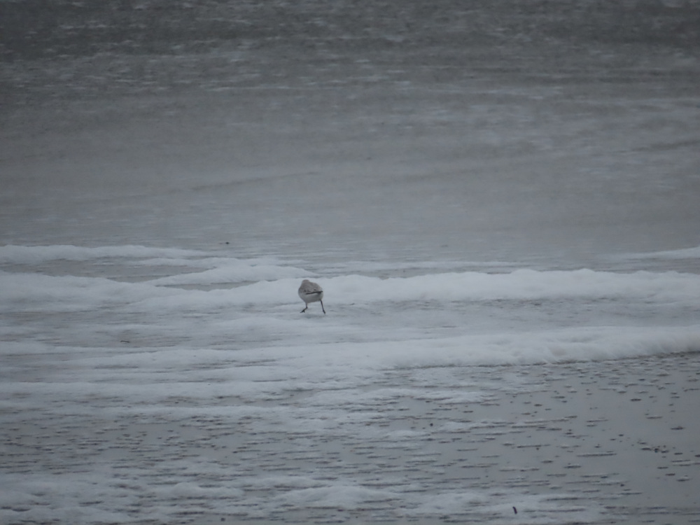 Sanderling running away into the ocean