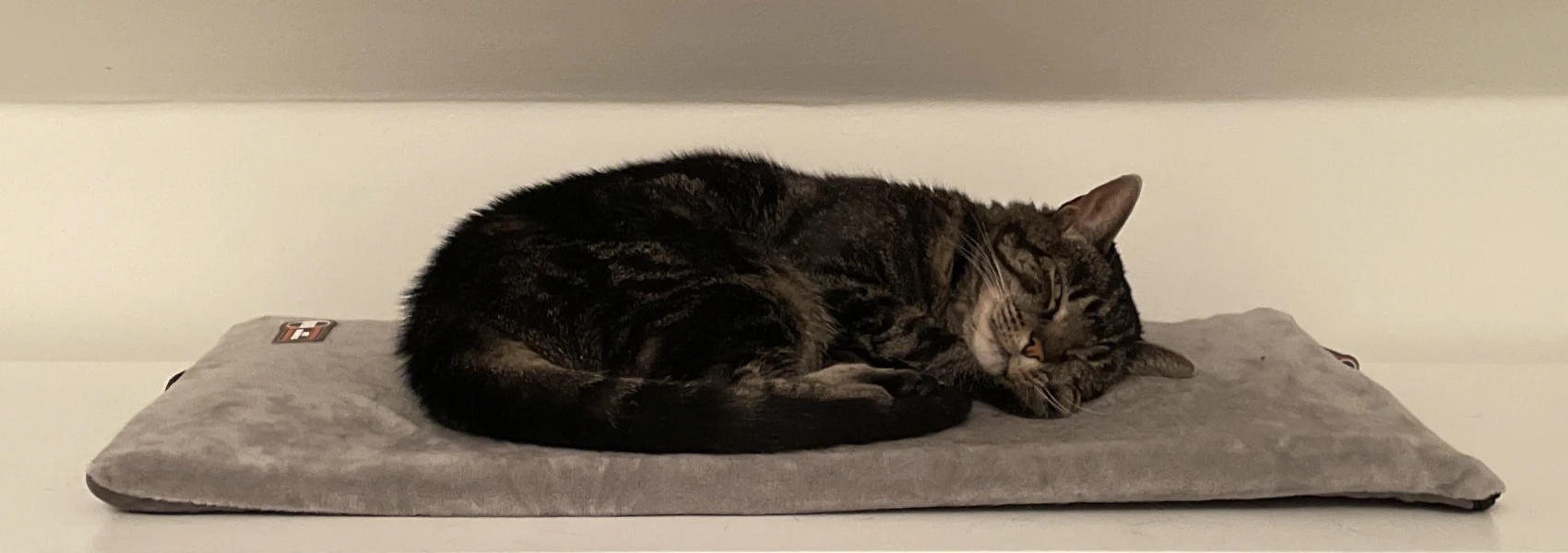 A small tabby cat is curled up on a gray heating pad with her head pressed sideways against the pad.