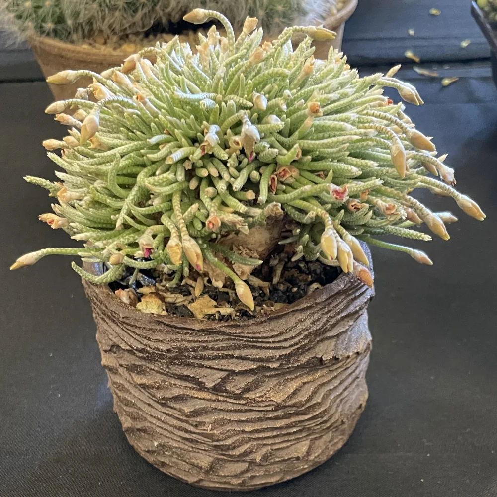 A succulent that looks a bit like a jar of green snakes
