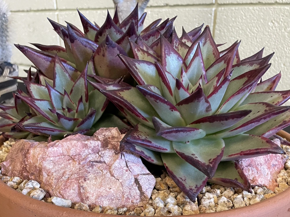Spiky succulents with radial symmetry and black accents