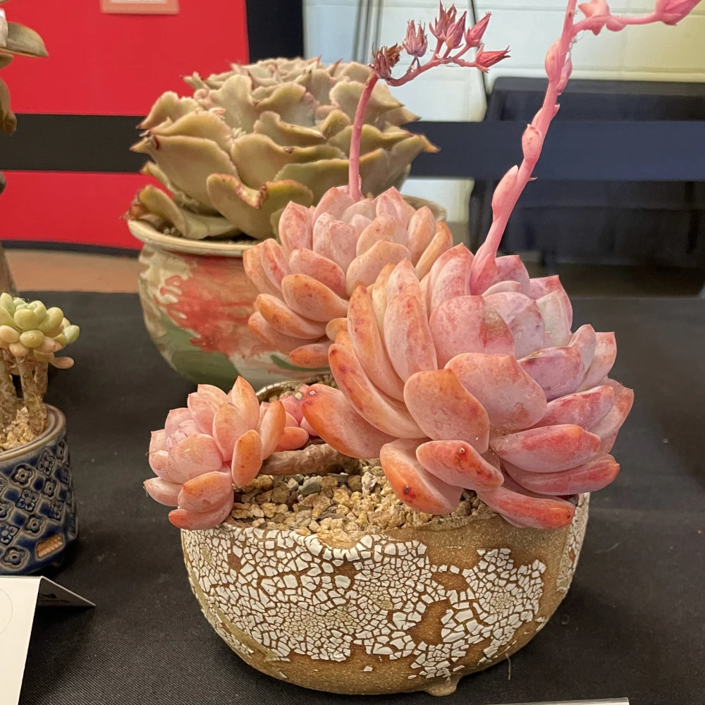 Brilliantly pink succulent with a rose like shape
