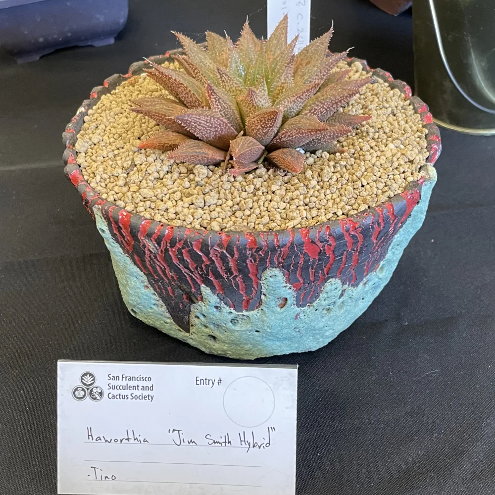 A tightly packed spiky succulent in a striking ceramic bowl that looks like lava rising out of the water