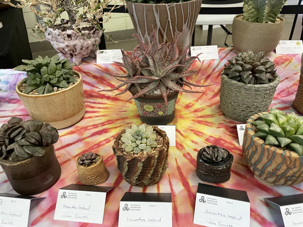 A collection of Haworthias in pots with labels indicating they were grown by Jim Smith