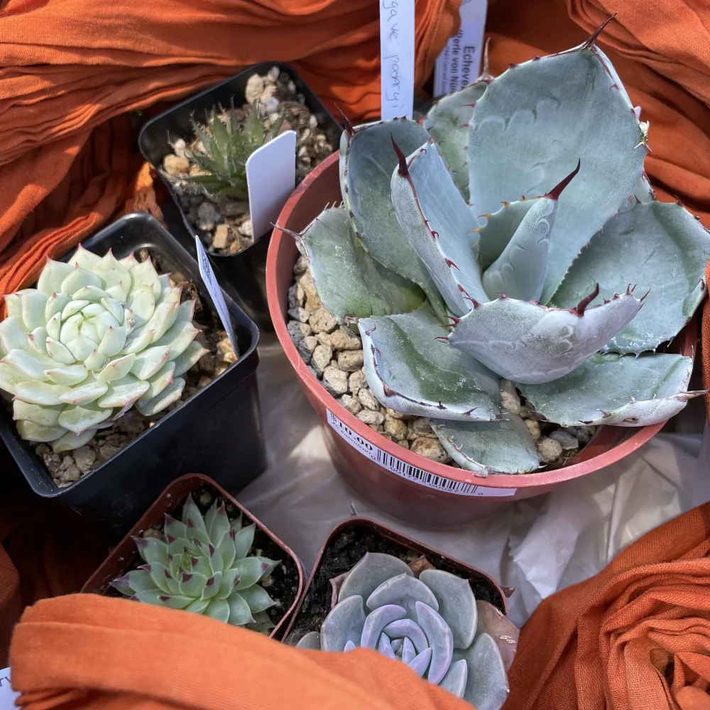 A basket with several succulents surrounded by an orange scarf