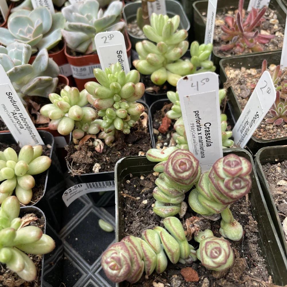 Succulents in little nursery pots
