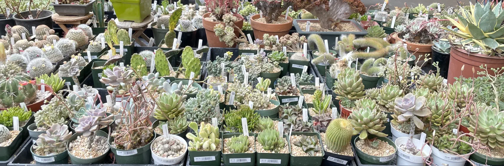 A table absolutely crammed with potted succulents for sale.