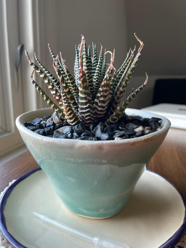 Photo of a Haworthia attenuata in a conical blue pot.